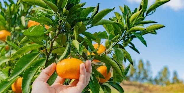 Obiranje mandarin v dolini reke Neretve